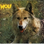 Darryl Way's Wolf - Canis Lupus cover