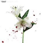 Cult, The - Hidden City cover