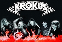 Krokus photo